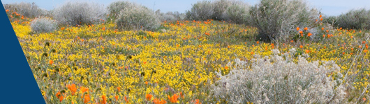 The Great California ShakeOut
